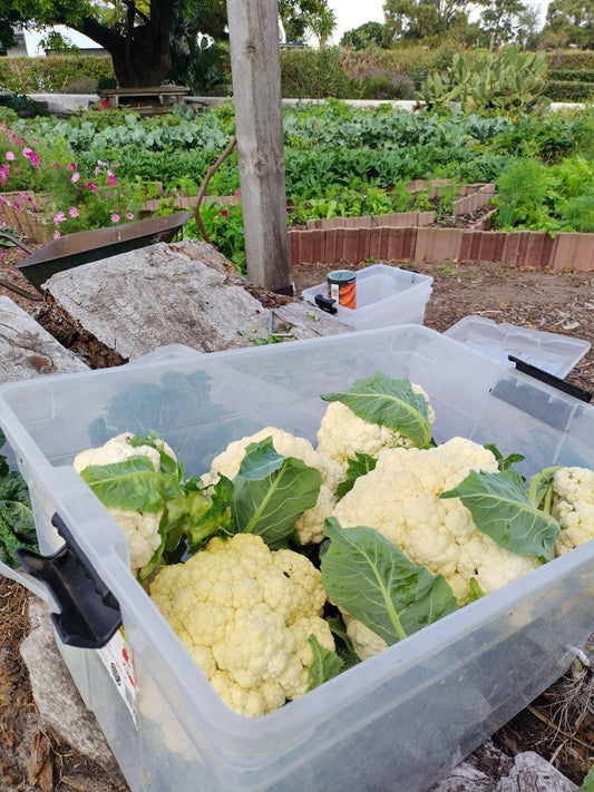 Cauliflower - WeGrowOrganic & The Juice Bar