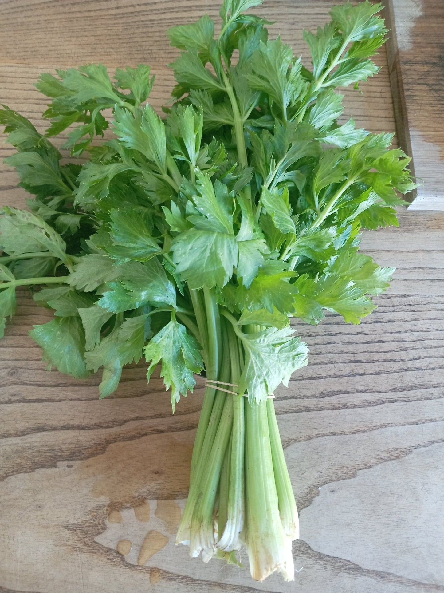 Celery bunch - WeGrowOrganic & The Juice Bar