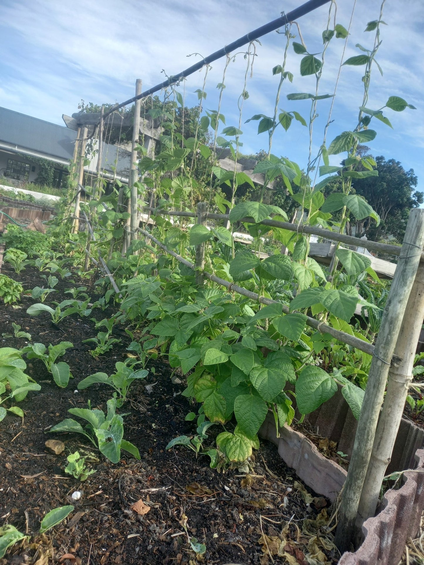 Green beans - WeGrowOrganic & The Juice Bar