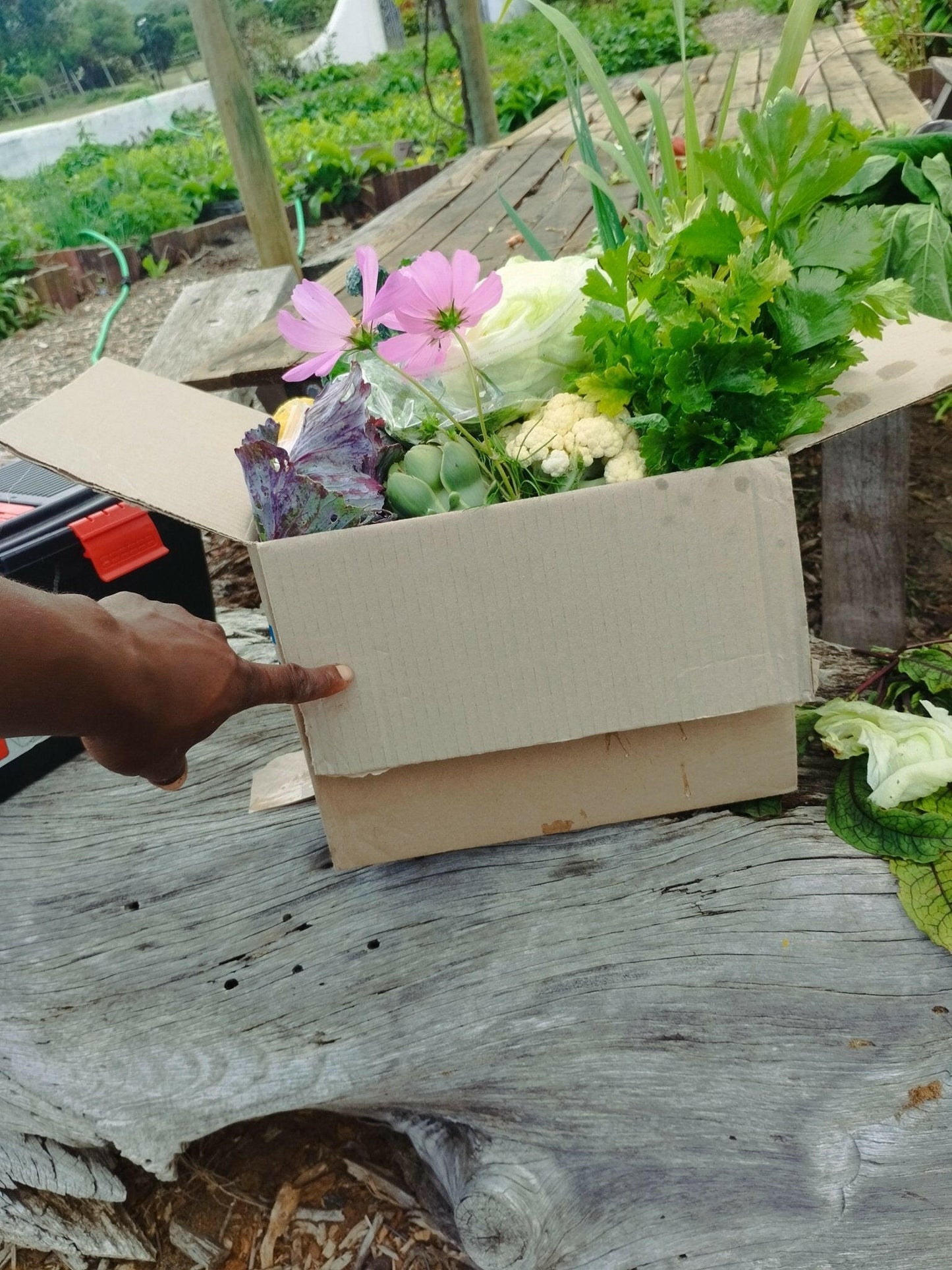 Medium box - WeGrowOrganic & The Juice Bar
