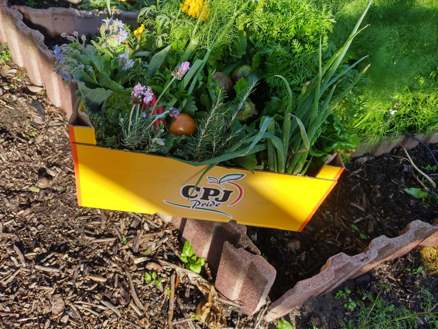 Organic Vegetable Box large - WeGrowOrganic & The Juice Bar