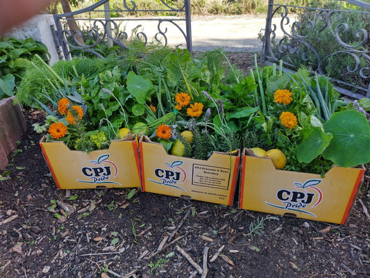 Organic Vegetable Box large - WeGrowOrganic & The Juice Bar