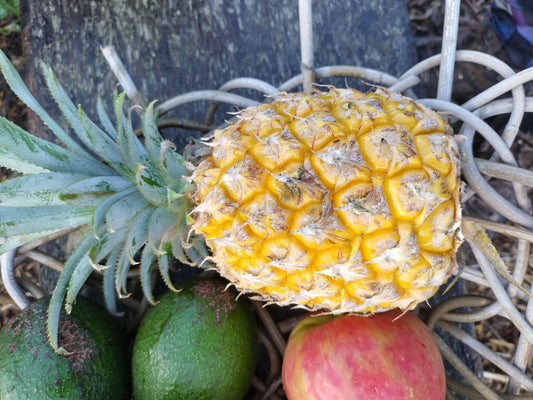 Pineapple - WeGrowOrganic & The Juice Bar