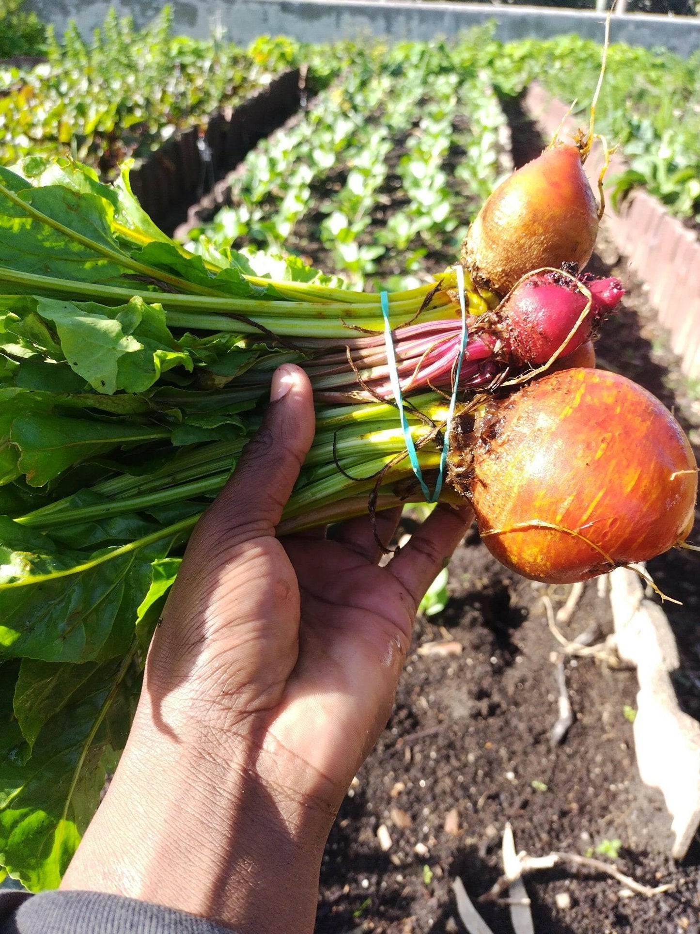Rainbow beetroot - WeGrowOrganic & The Juice Bar