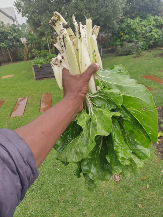 Swiss Chard WeGrowOrganic & The Juice Bar