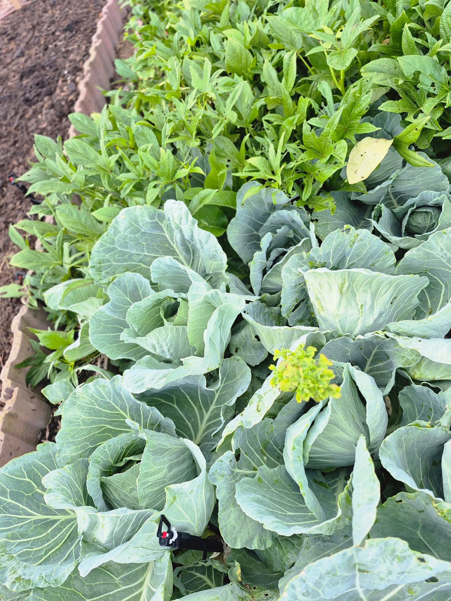 Organic Cabbage WeGrowOrganic & The Juice Bar