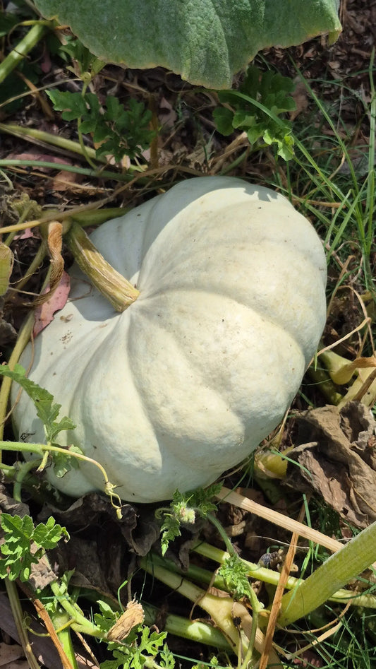 White Pumpkin 🎃 WeGrowOrganic & The Juice Bar