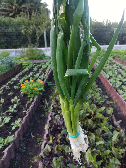 Spring onions - WeGrowOrganic & The Juice Bar