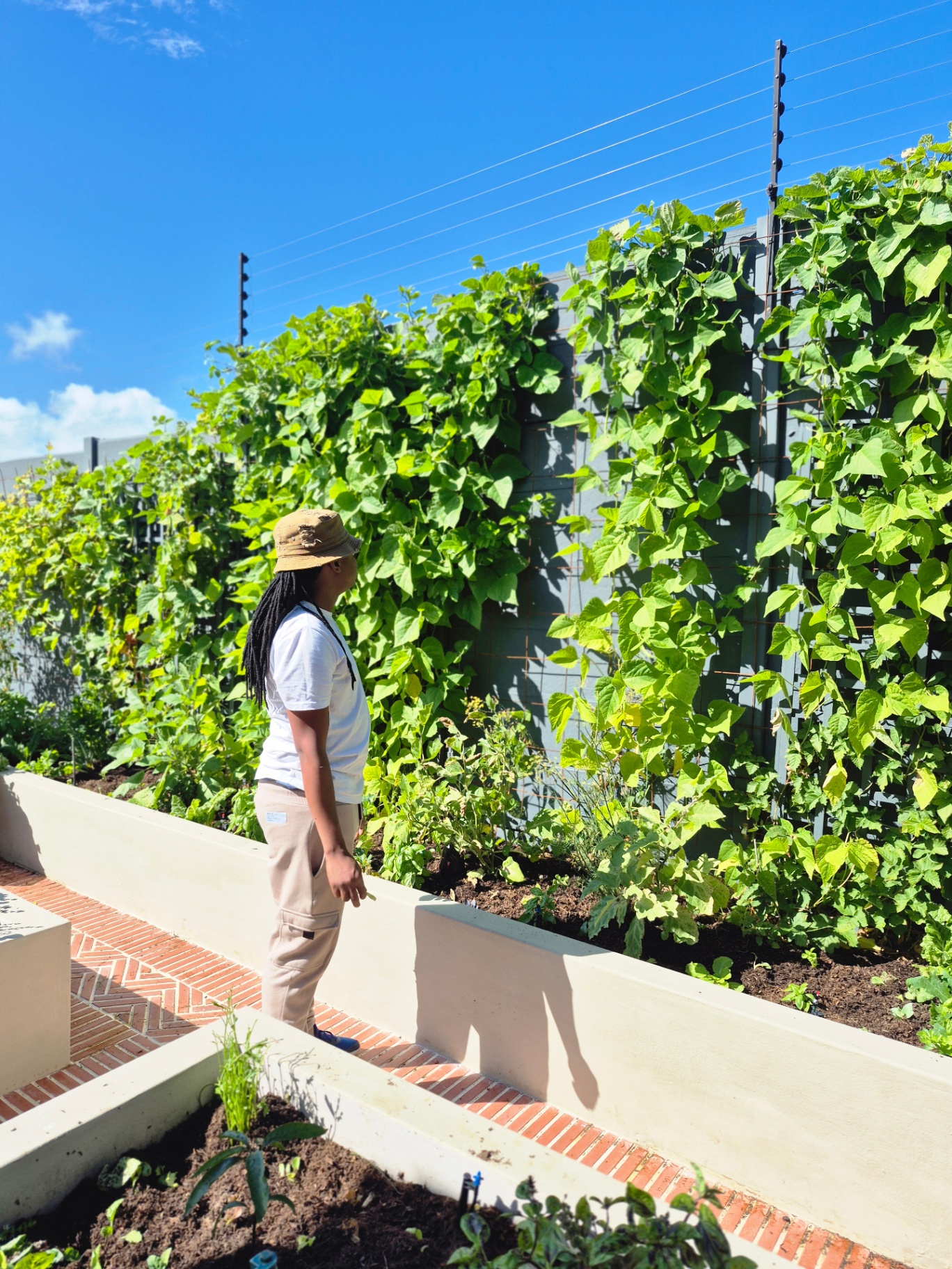 Vertical wall of climbing beans and vines against a garden fence