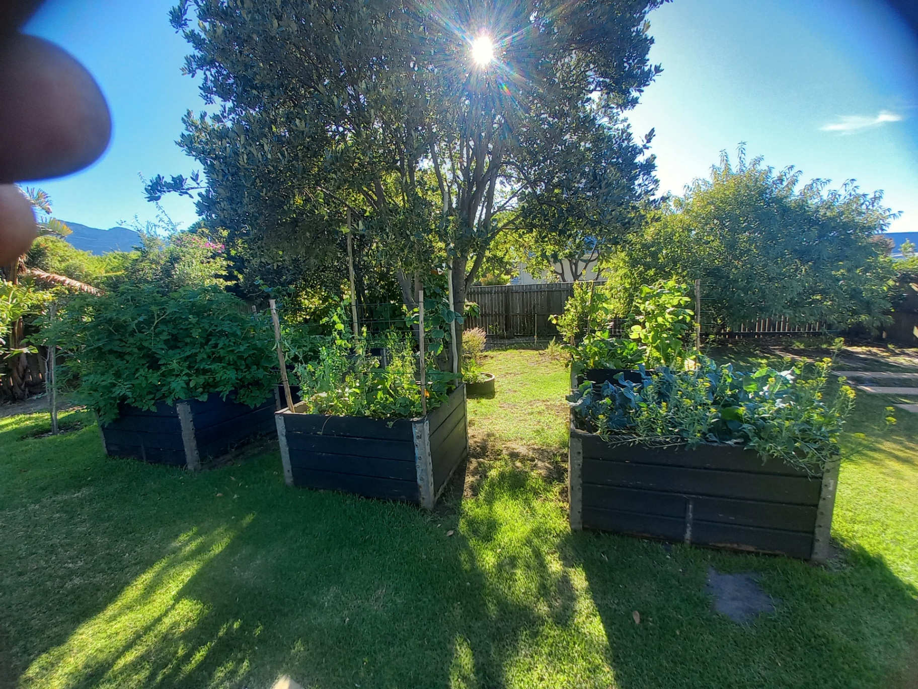 Sunburst-shaped edible planter beds