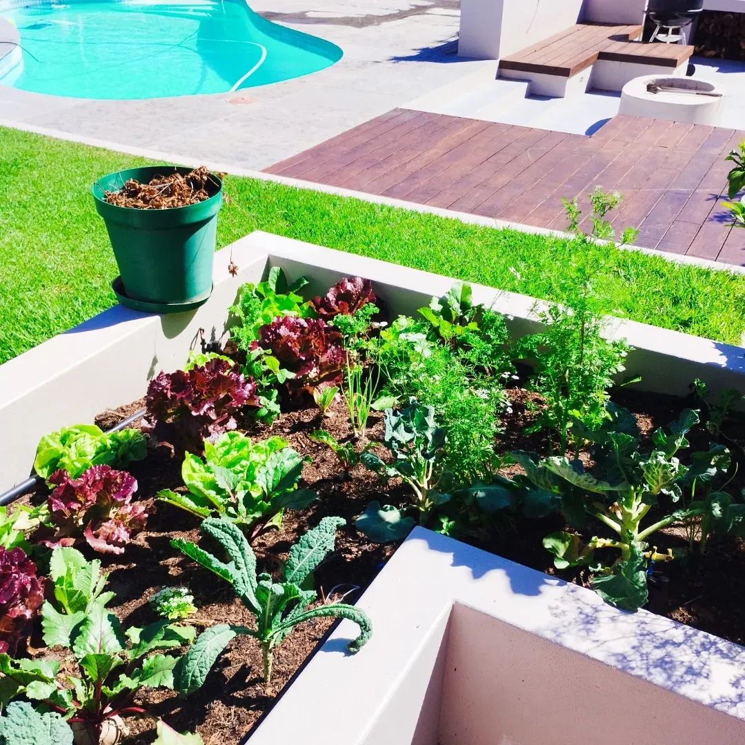 Poolside raised beds filled with vegetables and herbs