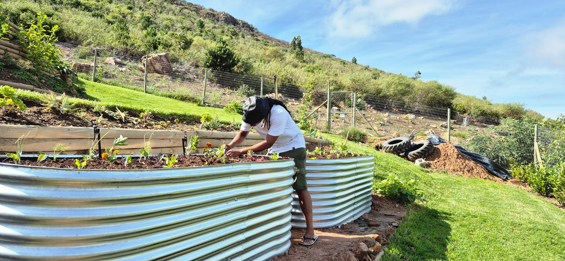 Tinashe planting seedlings into a corrugated raised bed on a Cape Town hillside garden