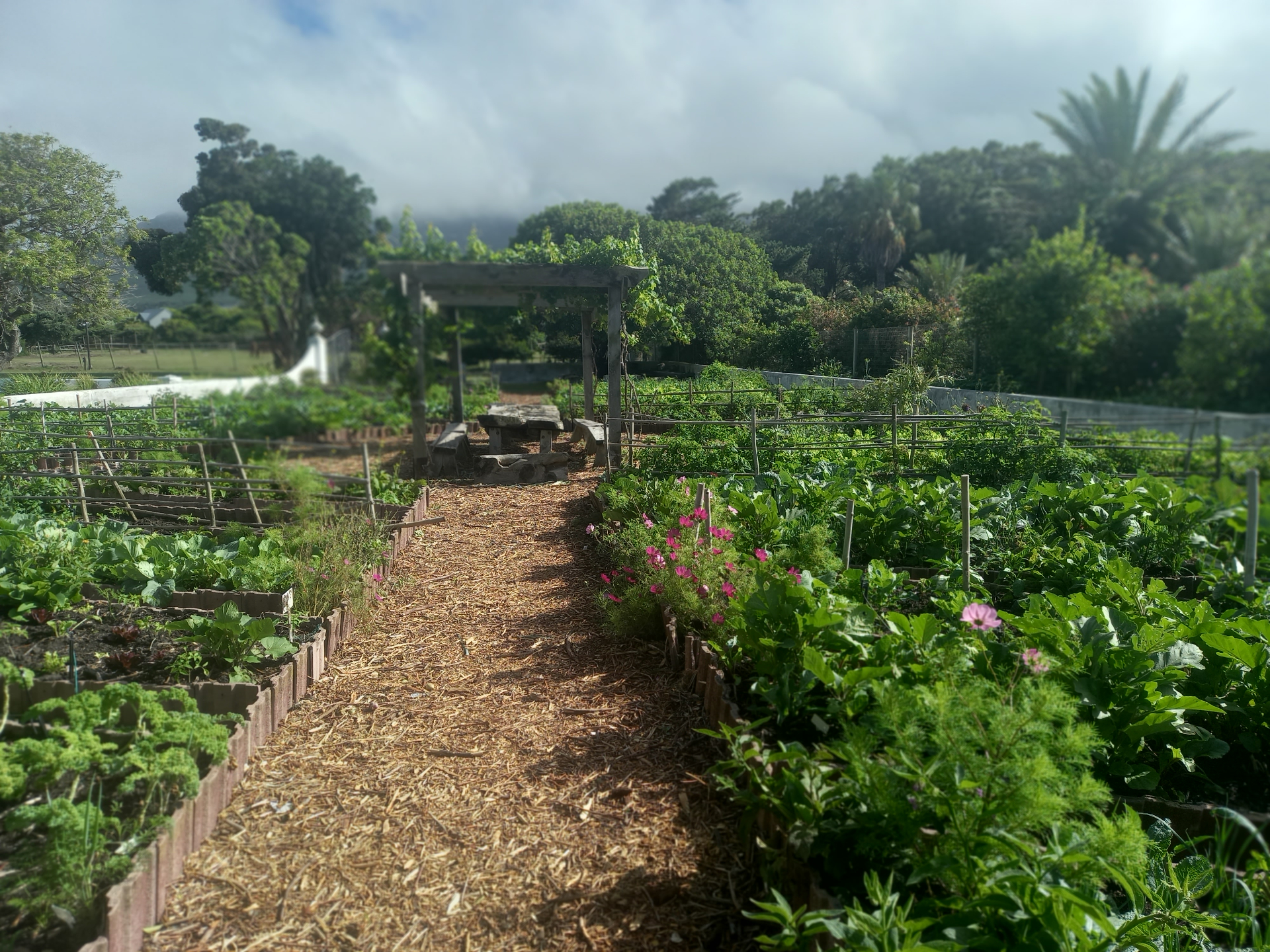 Wooden pergola pathway leading through an established organic garden