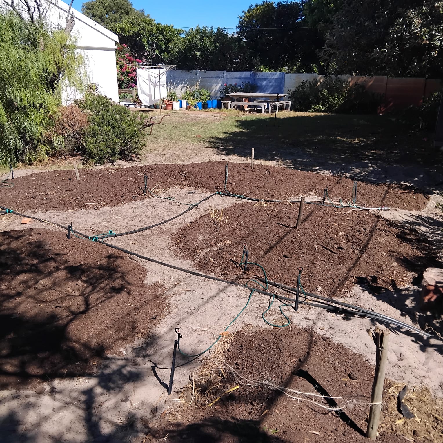 Water-wise drip irrigation laid out across freshly prepared organic beds