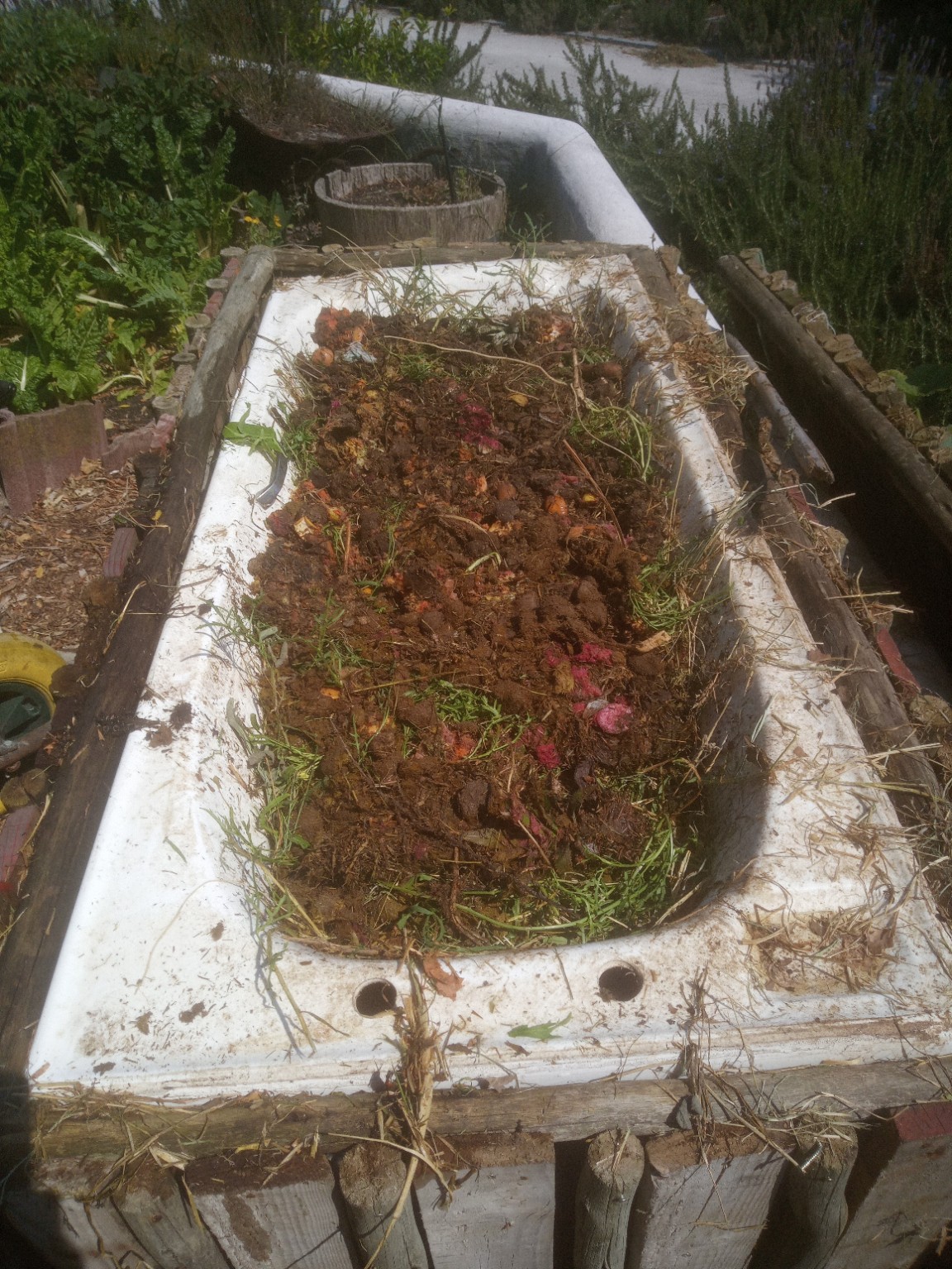 Vermicomposting at WeGrowOrganic — photo 6