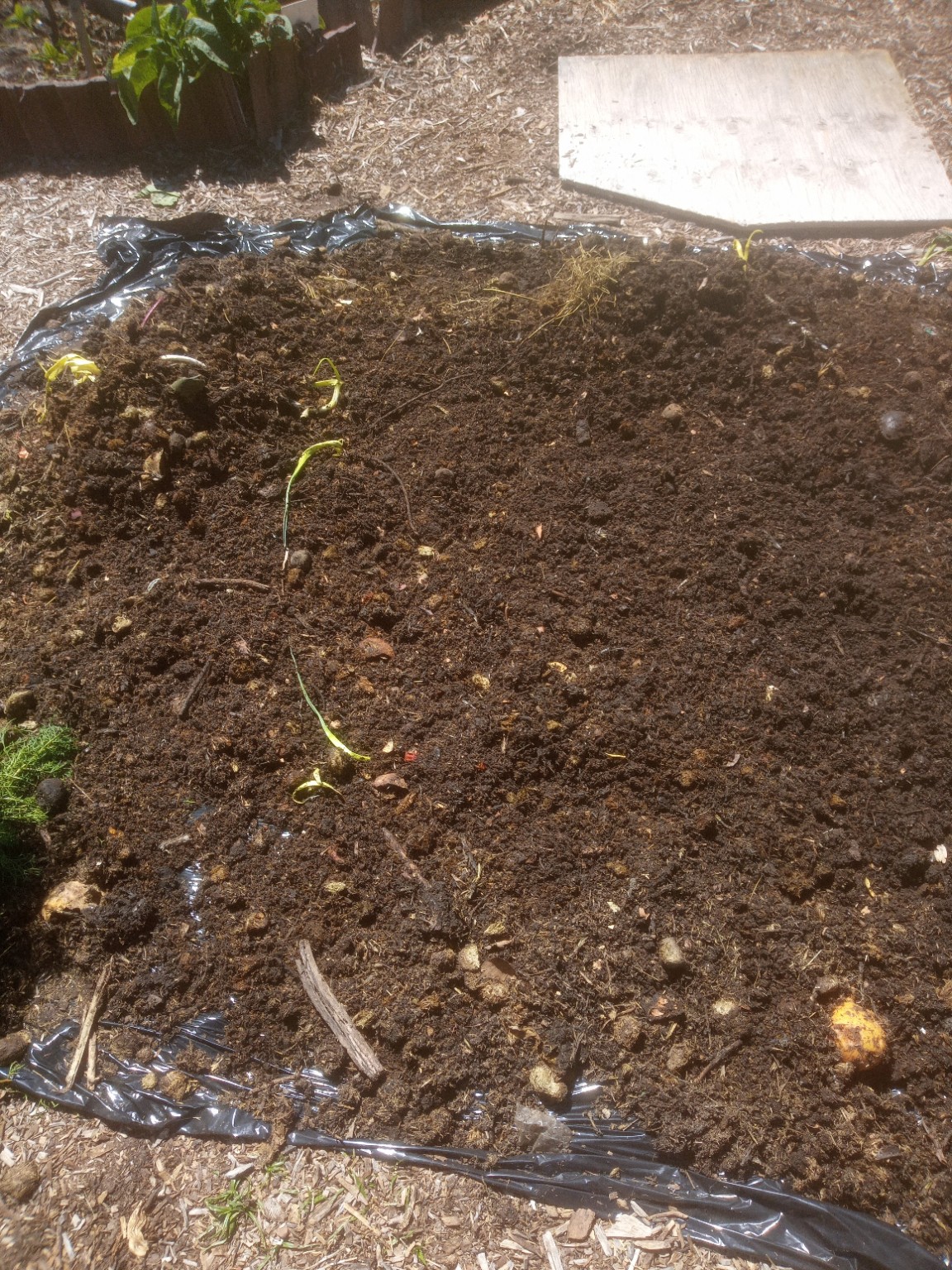 Vermicomposting at WeGrowOrganic — photo 7