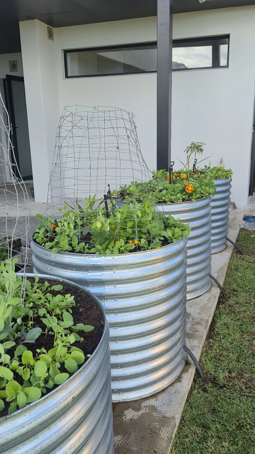 Cluster of corrugated metal raised beds with seedlings and marigolds