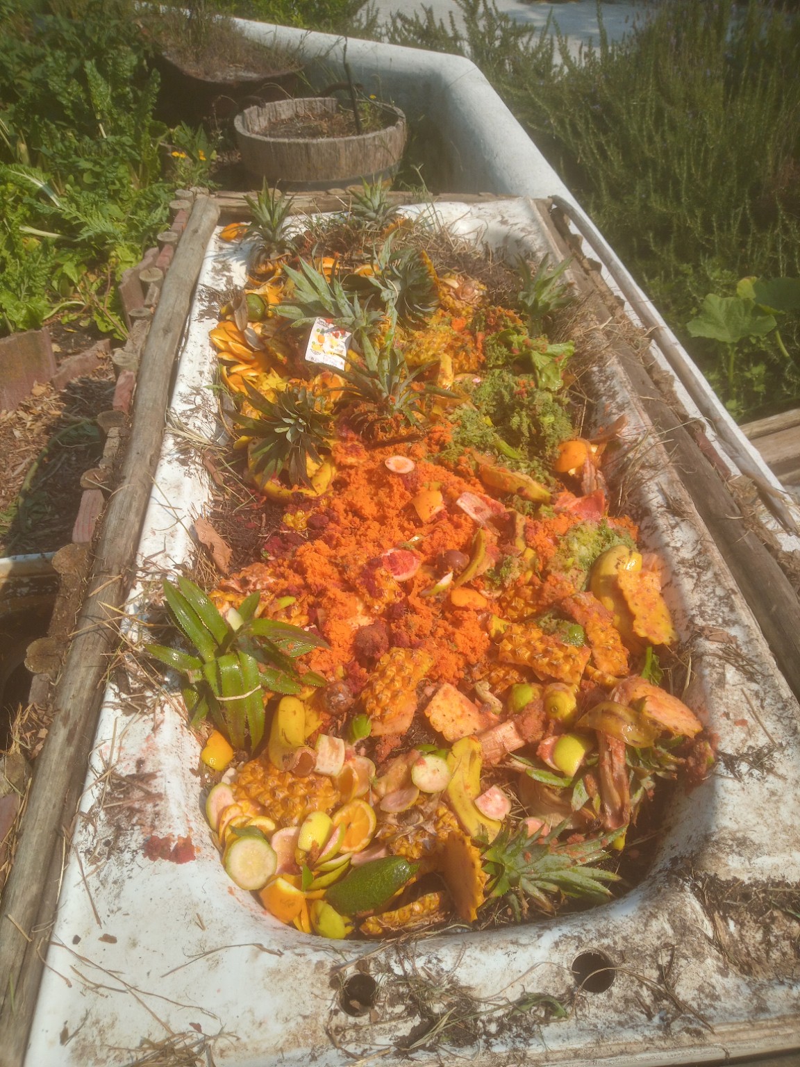Vermicomposting at WeGrowOrganic — photo 4