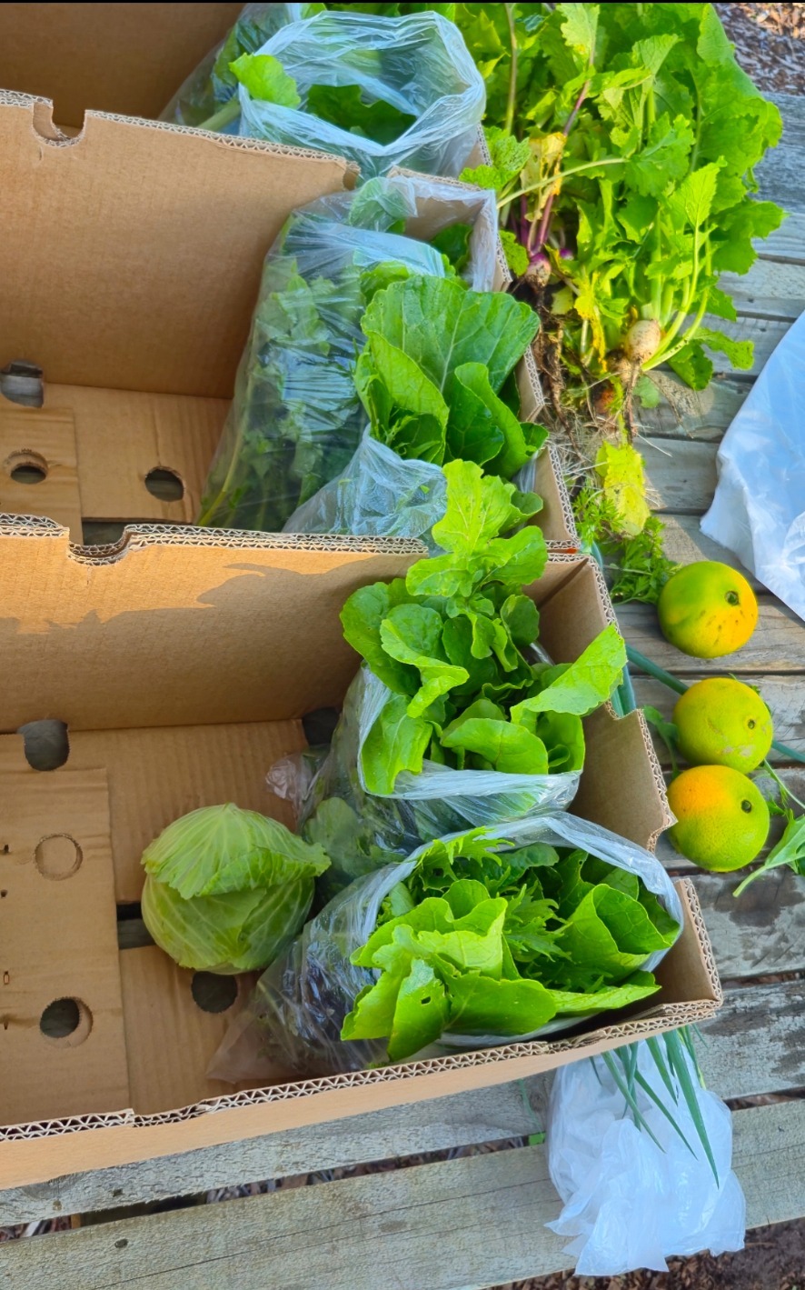 Crates of freshly harvested organic vegetables ready for supply