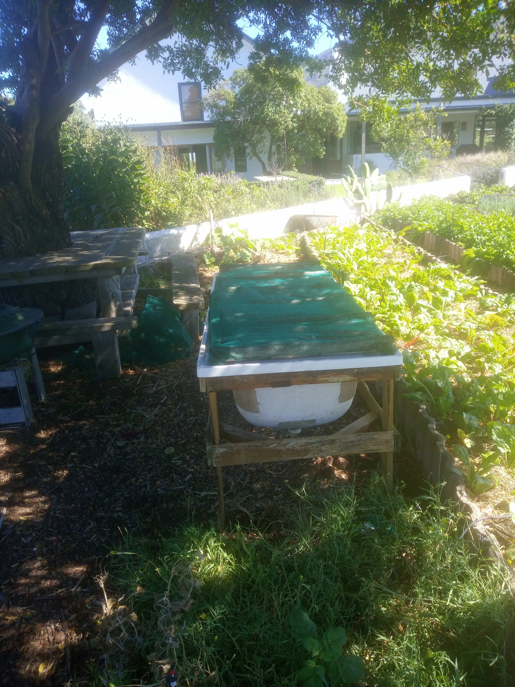 Earth Worm 🪱 Composting WeGrowOrganic & The Juice Bar