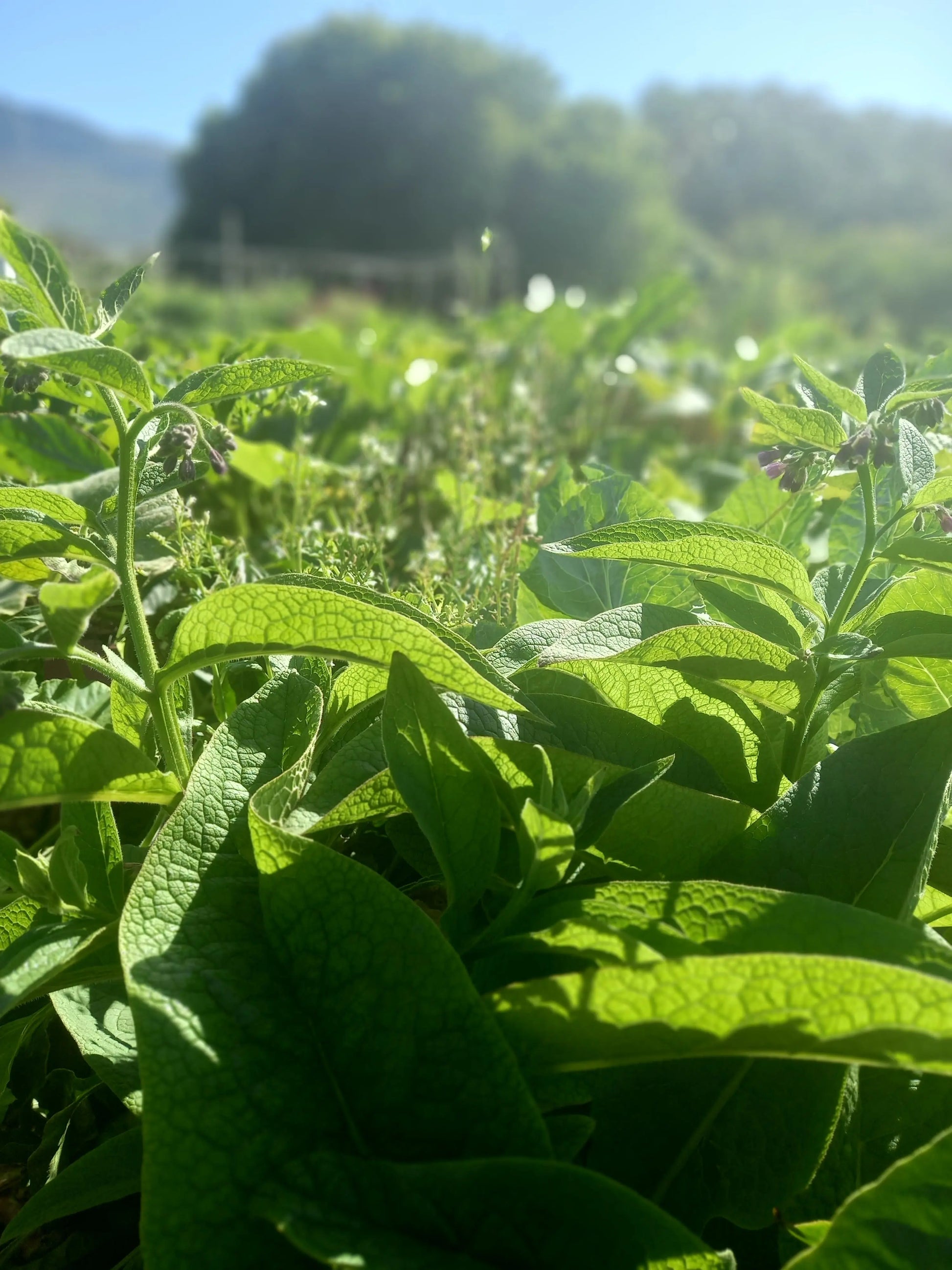 7 herb combo you must have in your garden WeGrowOrganic