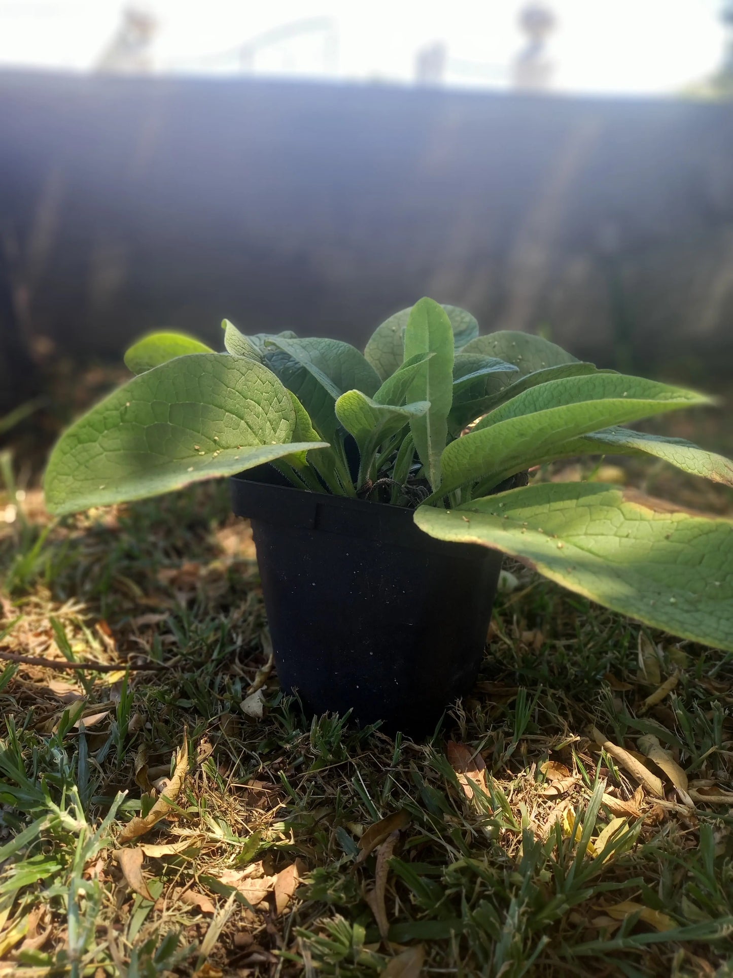 COMFREY WeGrowOrganic & The Juice Bar