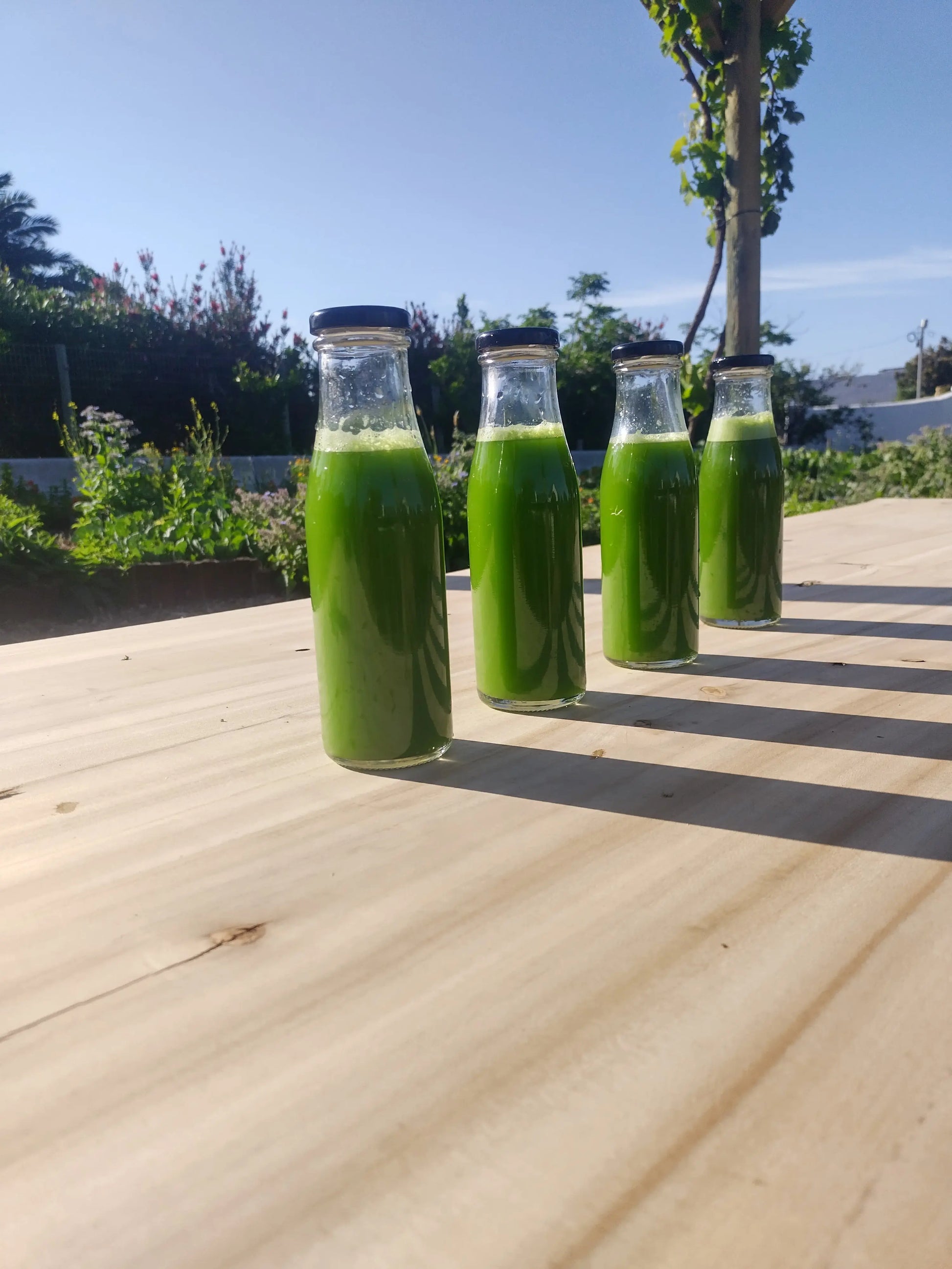 CELERY JUICE LITTER WeGrowOrganic & The Juice Bar