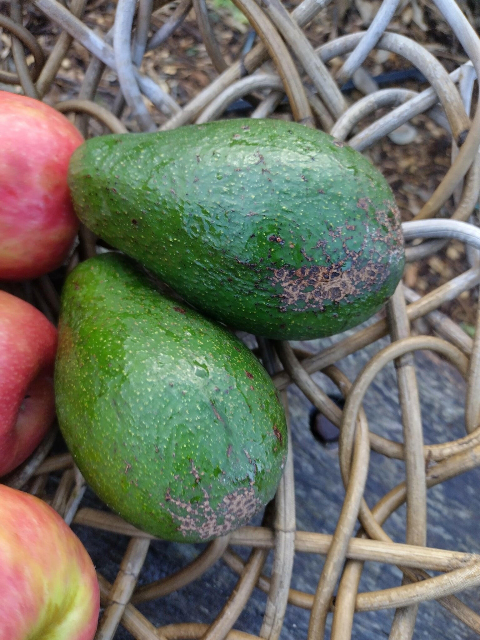 Avocado - WeGrowOrganic & The Juice Bar