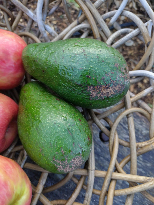 Avocado - WeGrowOrganic & The Juice Bar
