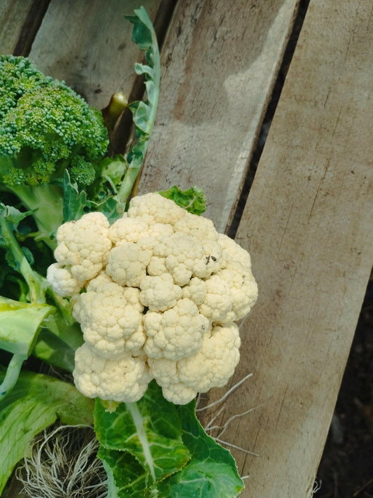 Cauliflower - WeGrowOrganic & The Juice Bar