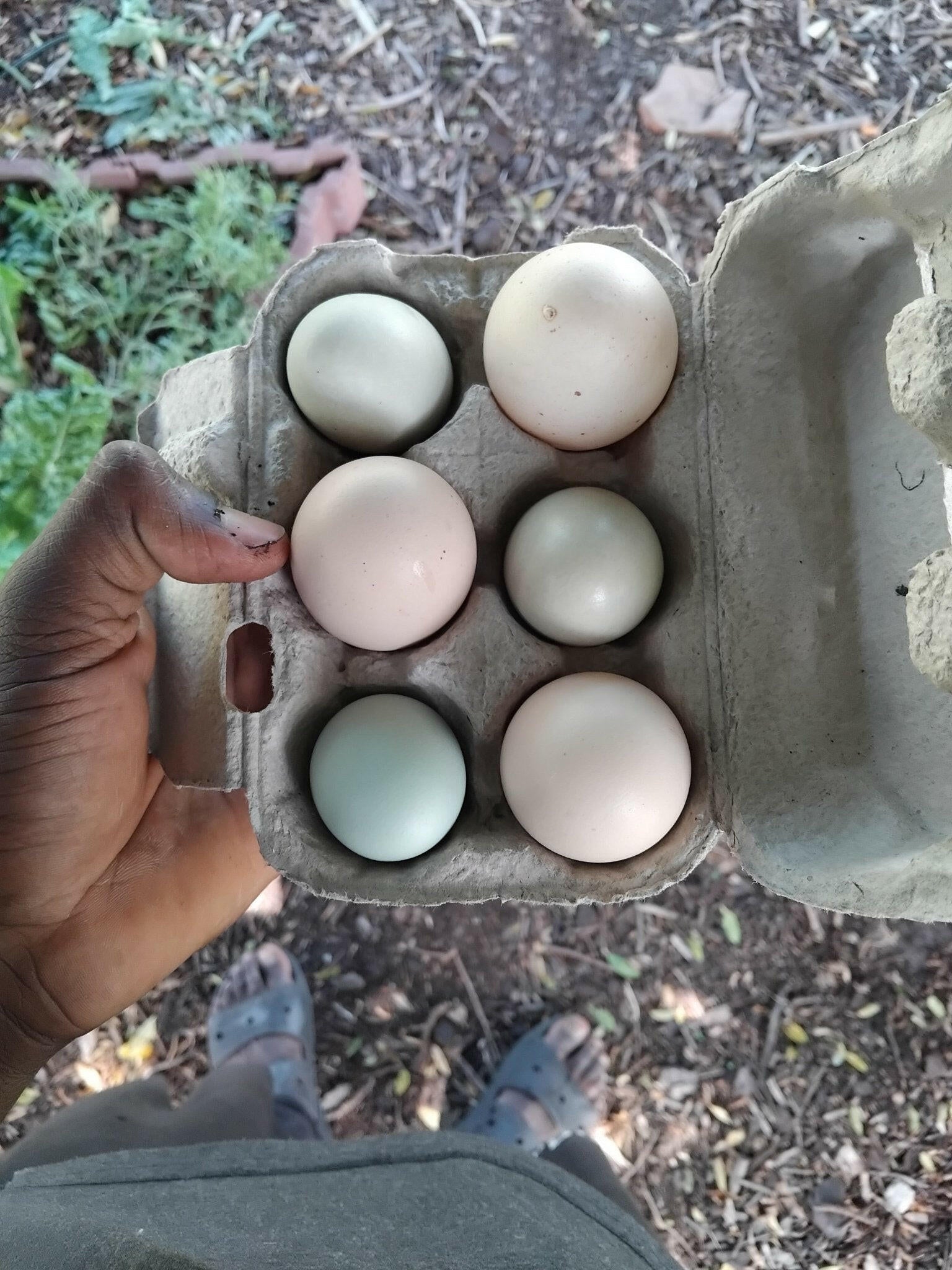 Free - range eggs 🥚 - WeGrowOrganic & The Juice Bar