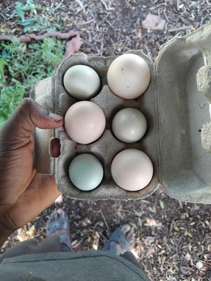 Free - range eggs 🥚 - WeGrowOrganic & The Juice Bar