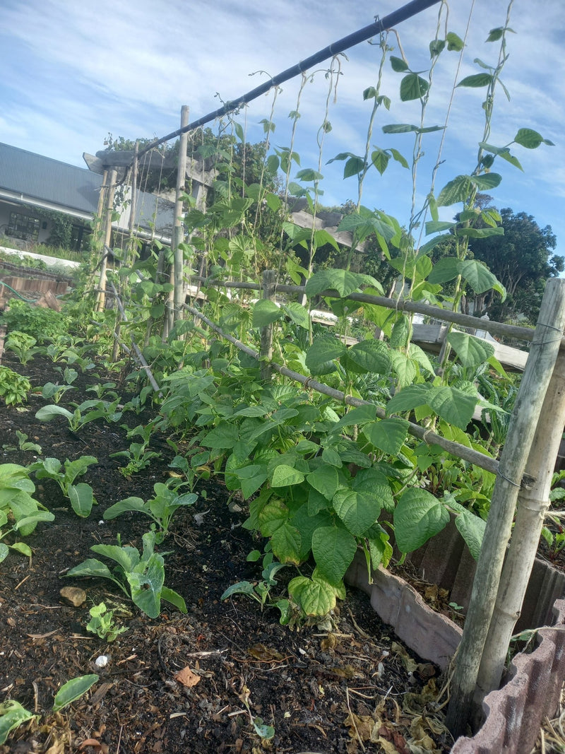 Green beans - WeGrowOrganic & The Juice Bar