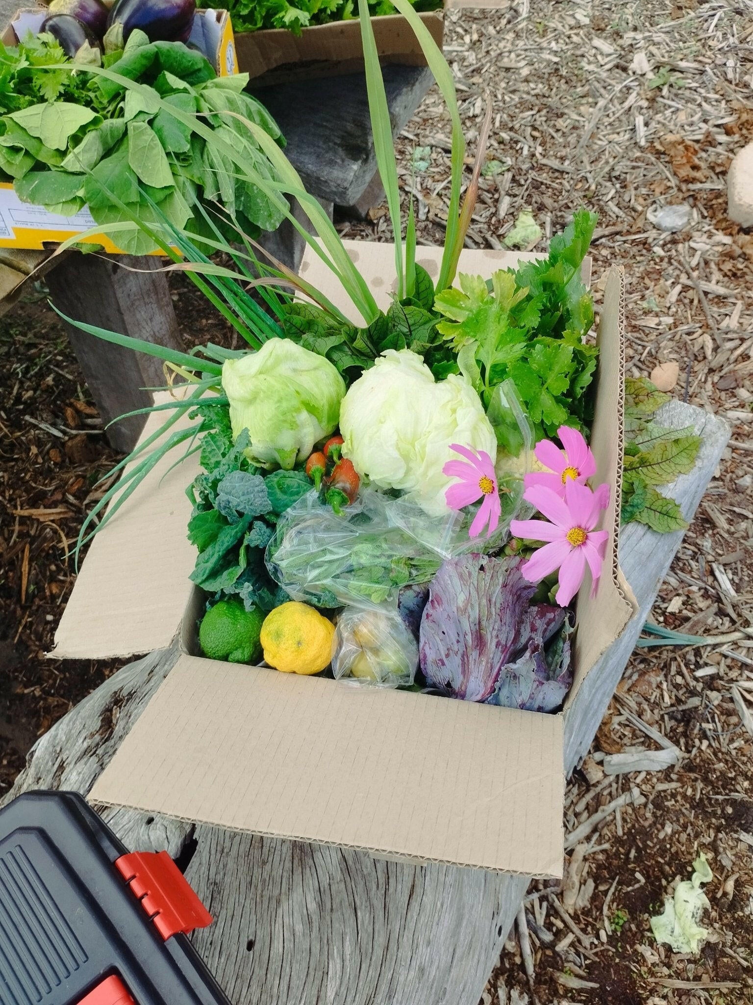 Medium box - WeGrowOrganic & The Juice Bar