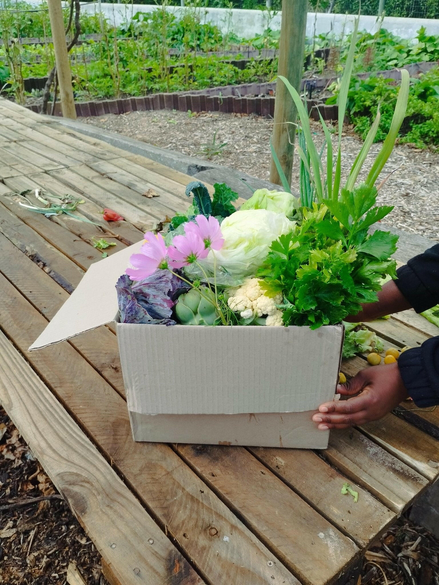 Medium box - WeGrowOrganic & The Juice Bar