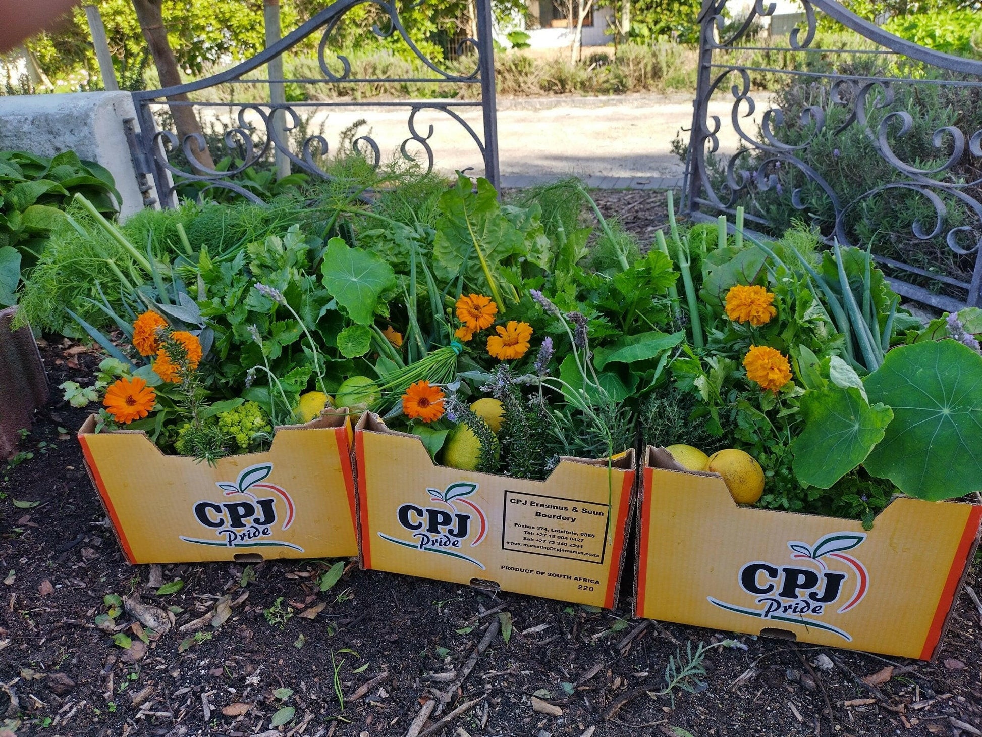 Organic Vegetable Box large - WeGrowOrganic & The Juice Bar