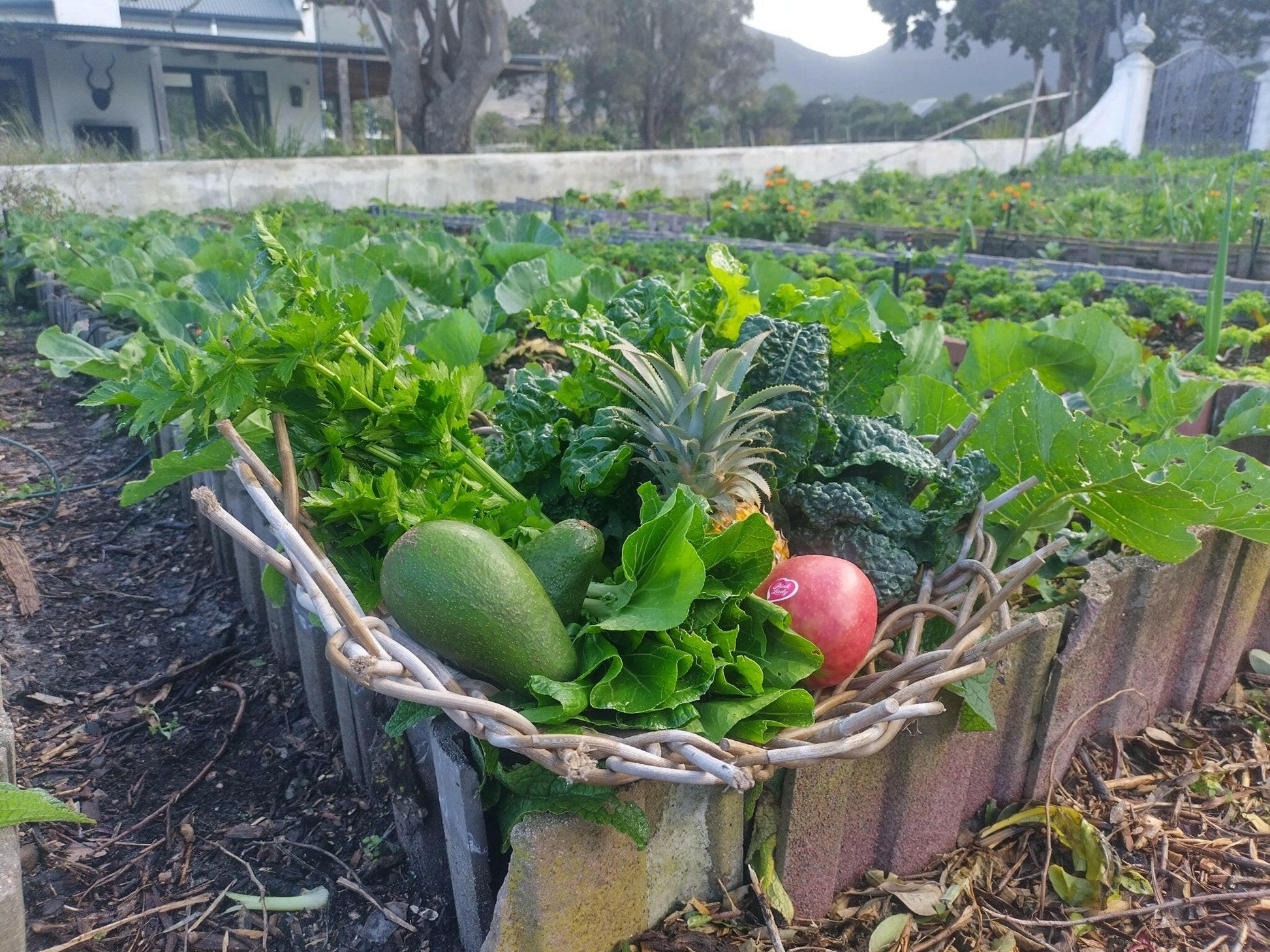 Organic Vegetable Box large - WeGrowOrganic & The Juice Bar