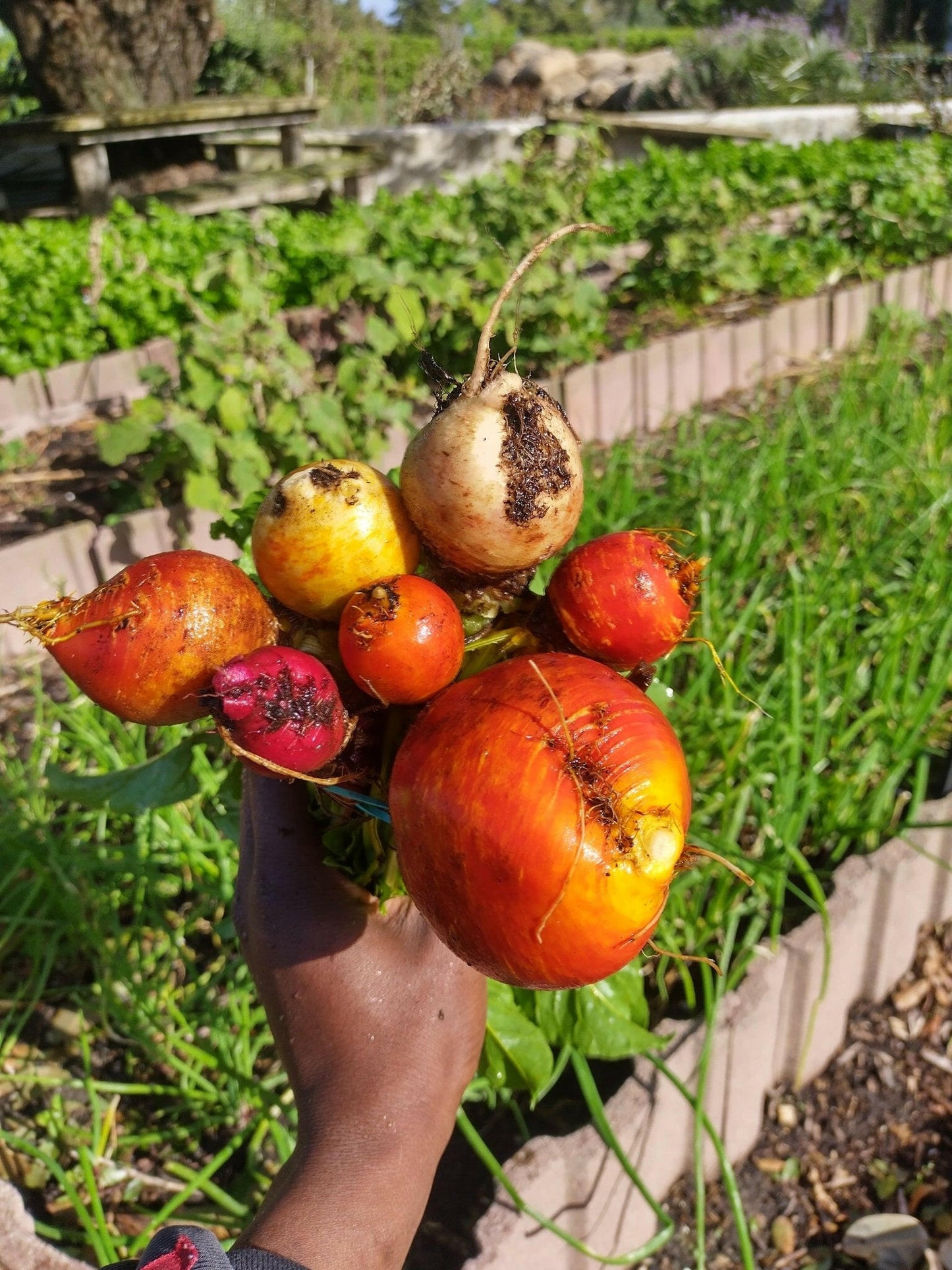 Rainbow beetroot - WeGrowOrganic & The Juice Bar