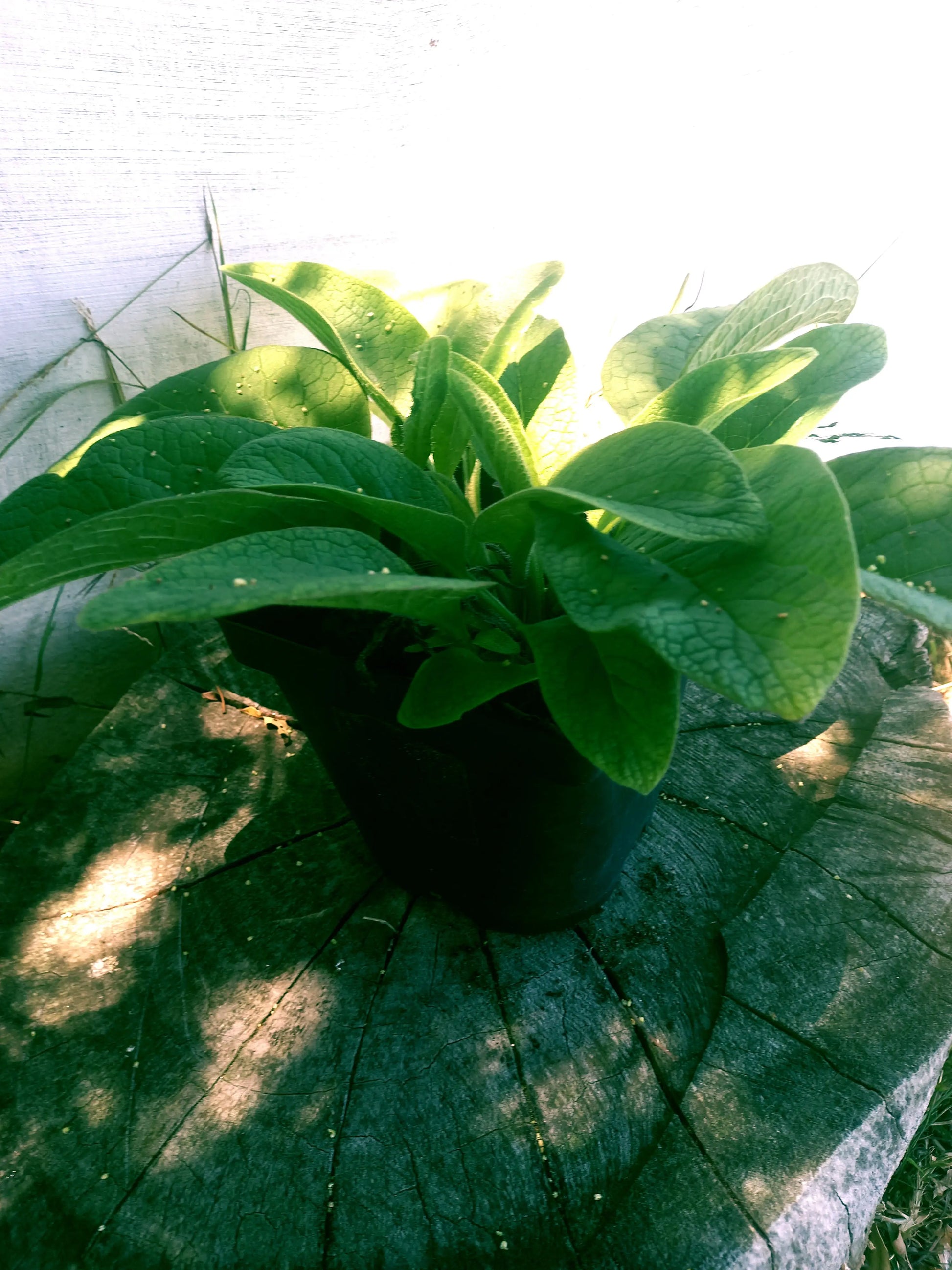 7 herb combo you must have in your garden WeGrowOrganic