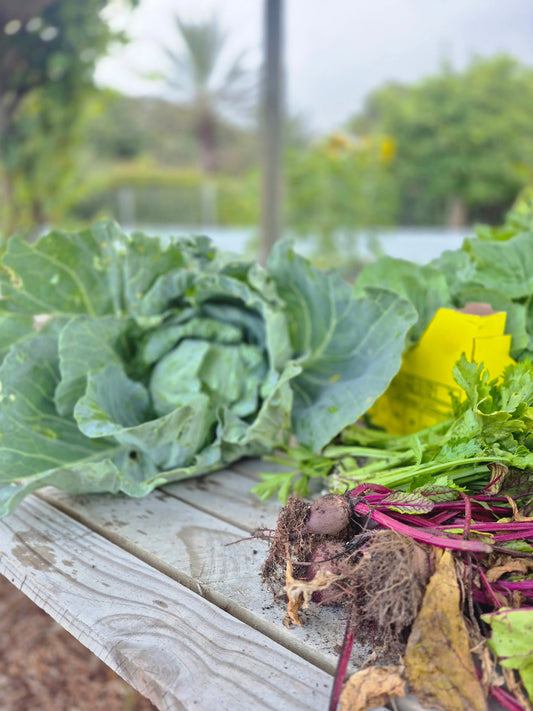 Organic Cabbage WeGrowOrganic & The Juice Bar
