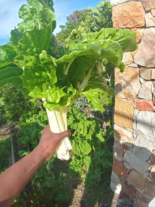 Swiss Chard WeGrowOrganic & The Juice Bar