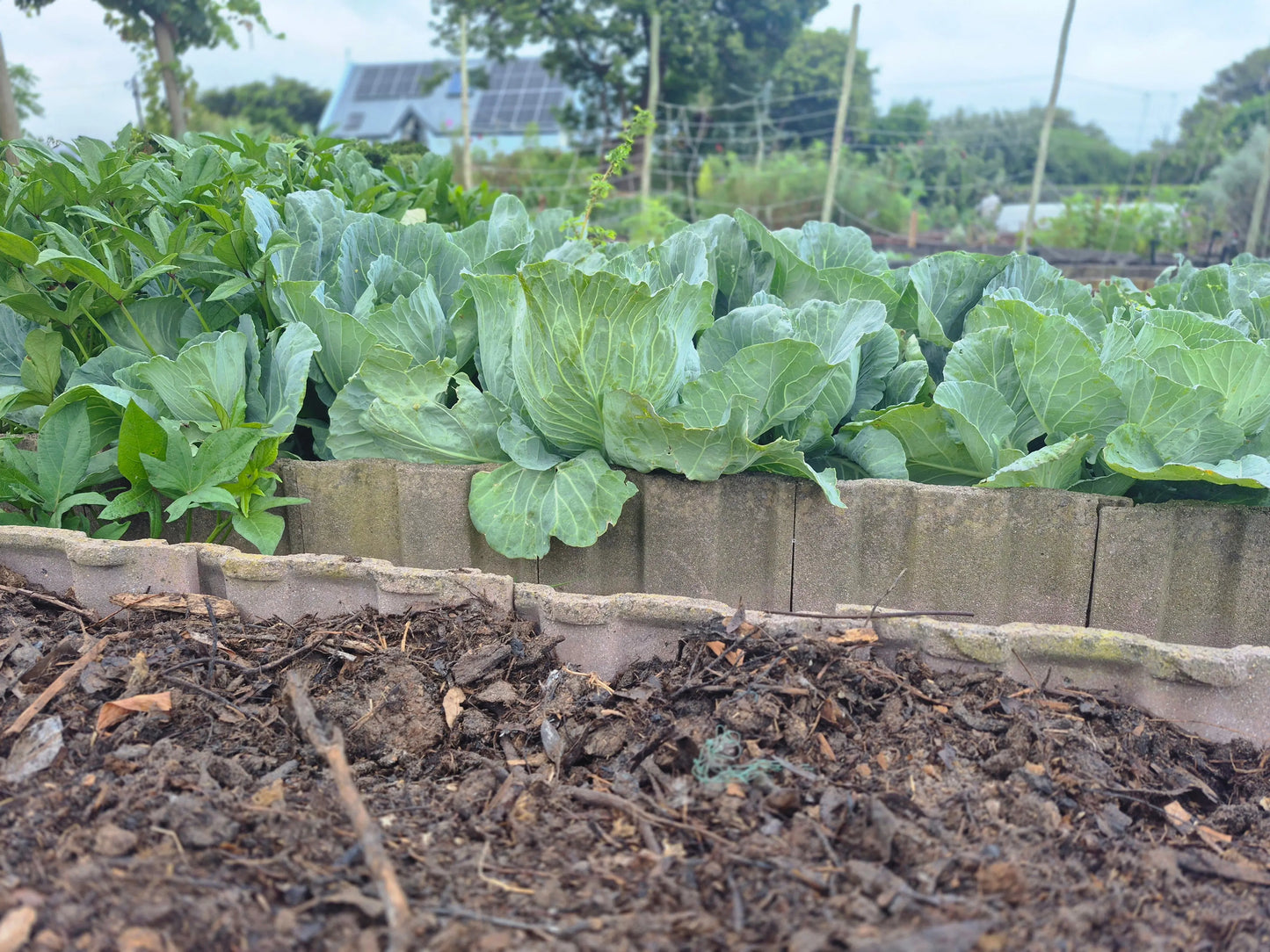 Organic Cabbage WeGrowOrganic & The Juice Bar