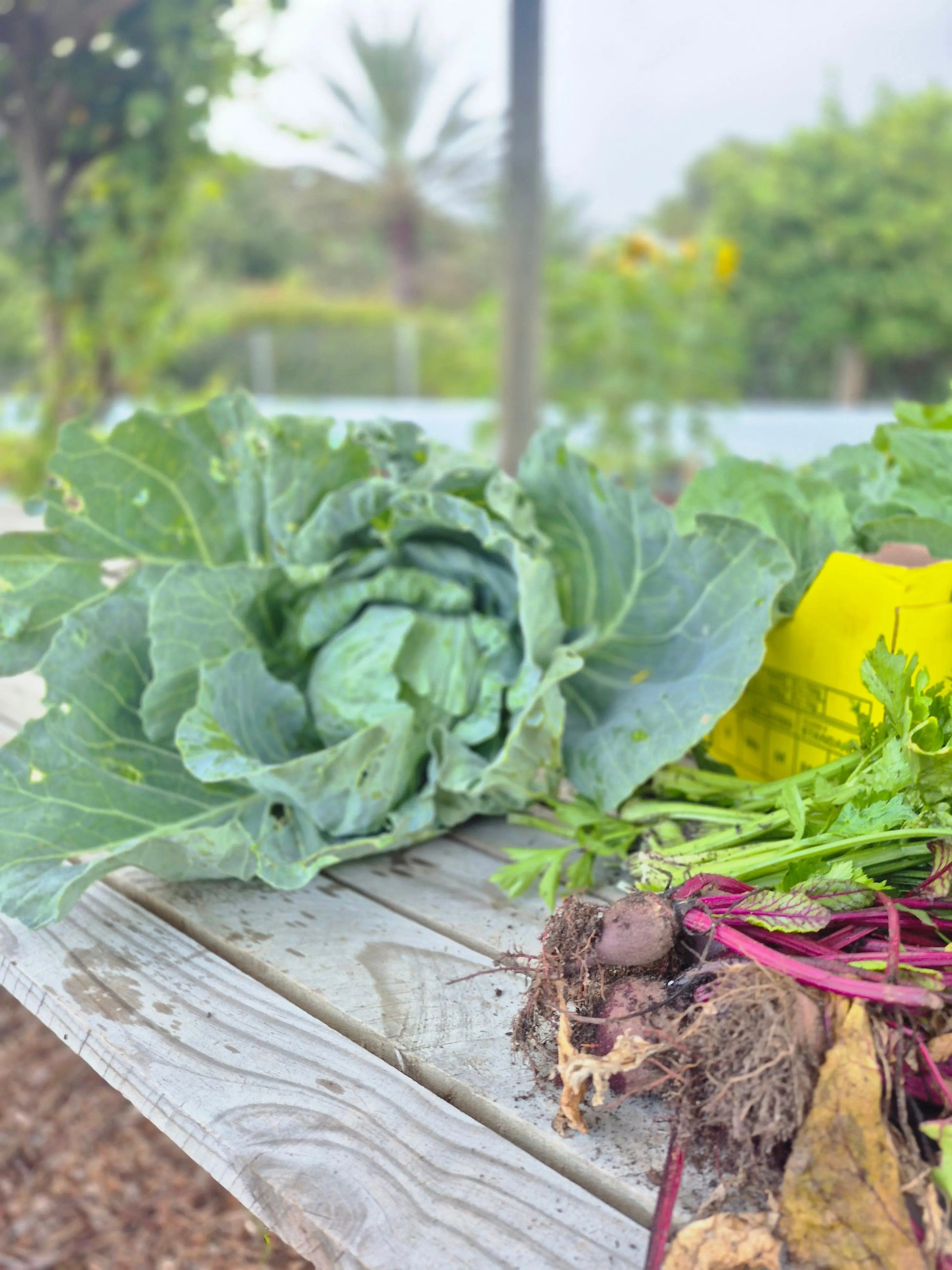 Organic Cabbage WeGrowOrganic & The Juice Bar