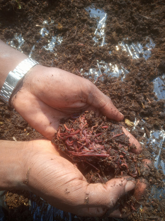 Earthworm WeGrowOrganic