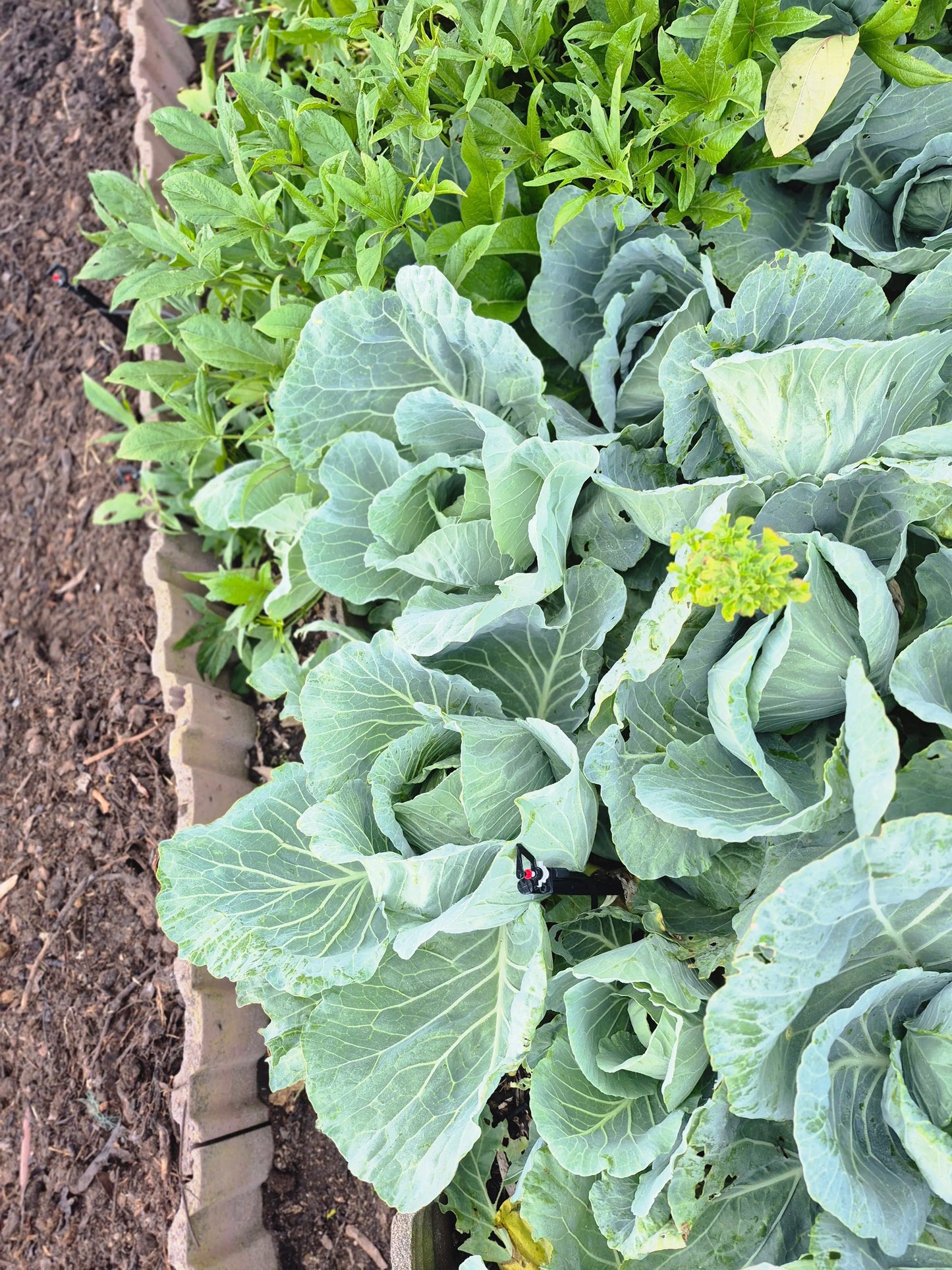 Organic Cabbage WeGrowOrganic & The Juice Bar