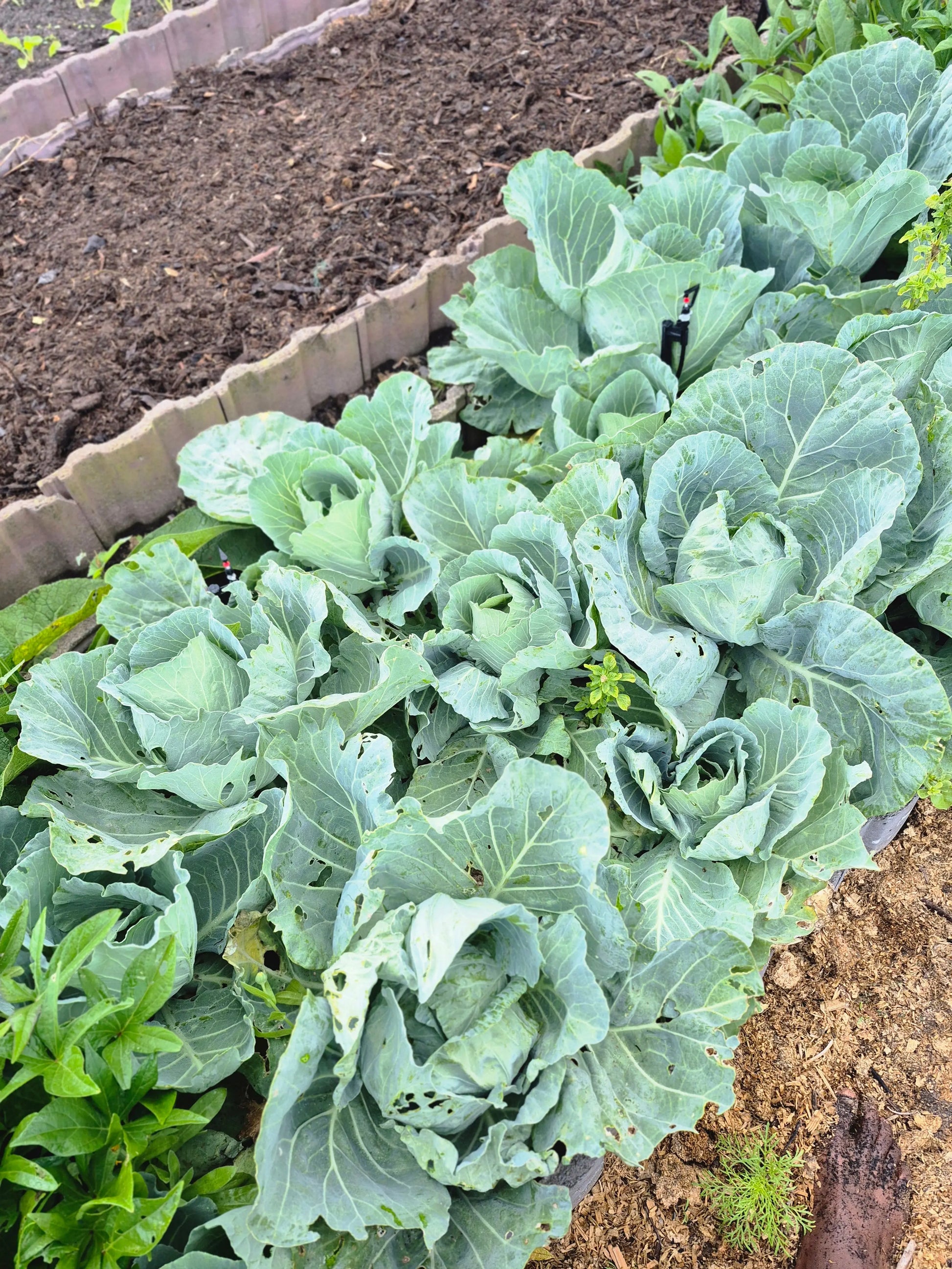 Organic Cabbage WeGrowOrganic & The Juice Bar