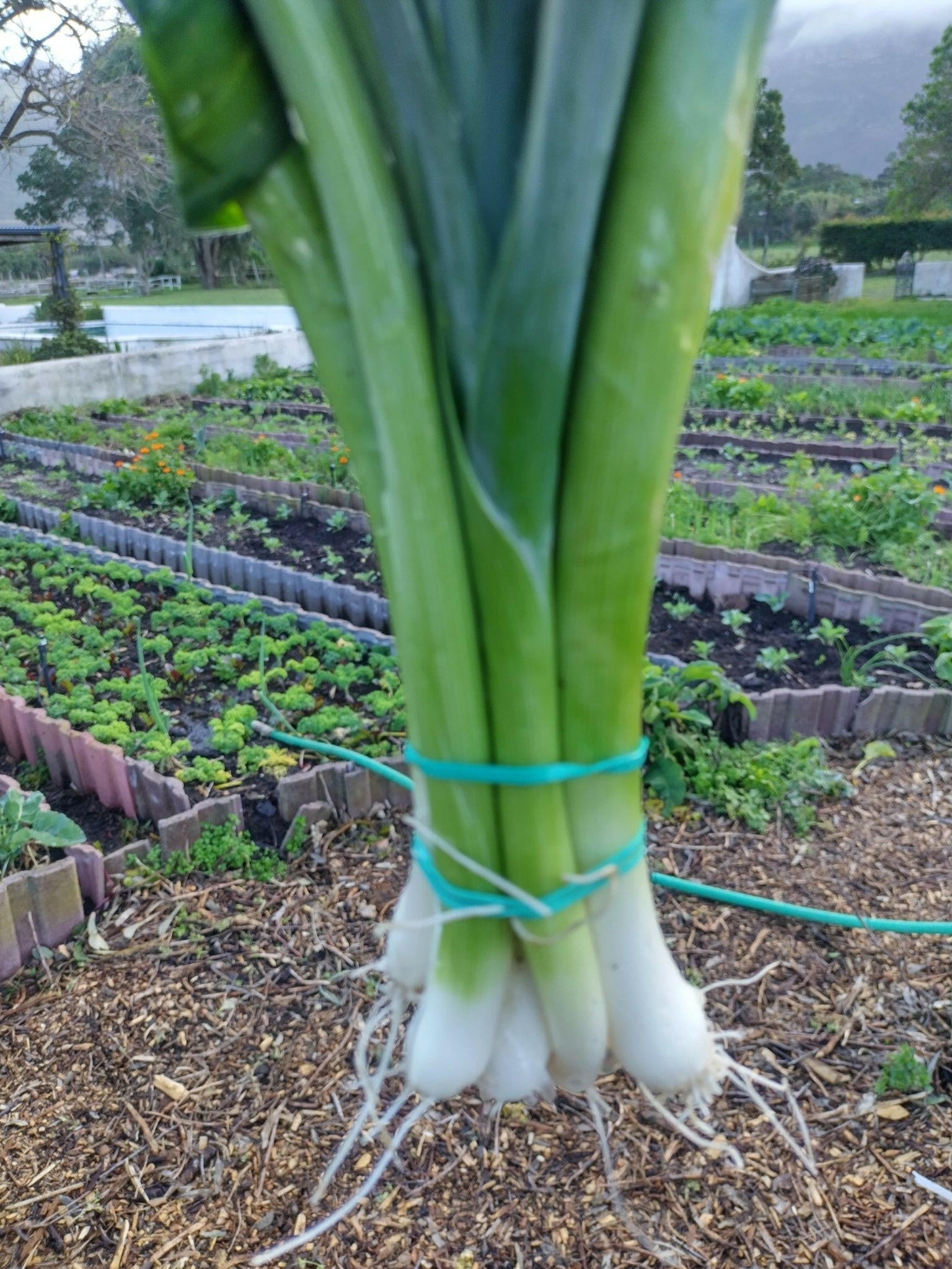 Spring onions - WeGrowOrganic & The Juice Bar