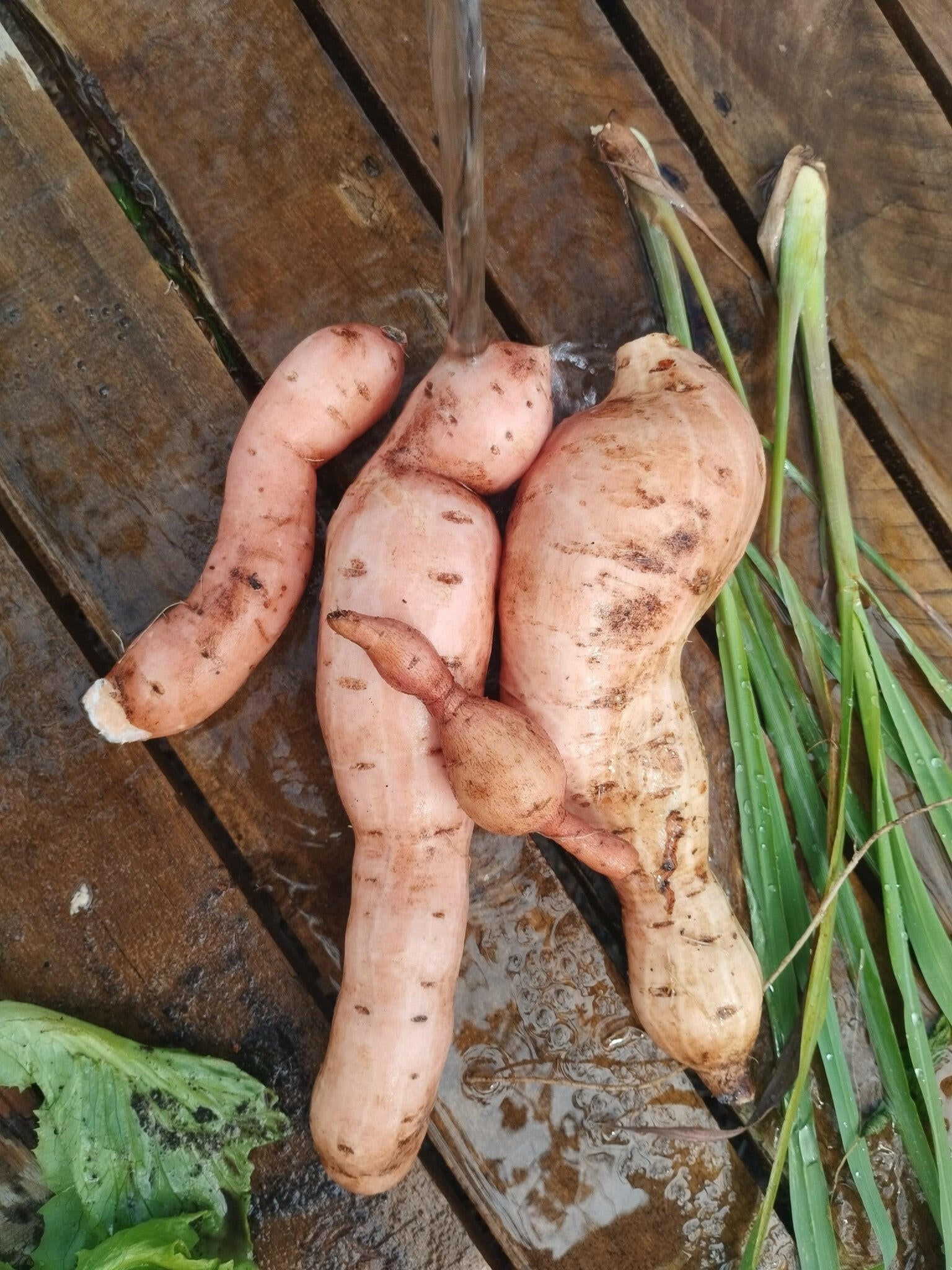 Sweet potato - WeGrowOrganic & The Juice Bar