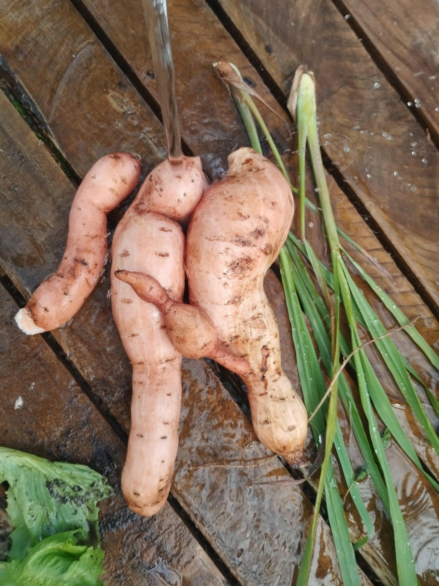 Sweet potato - WeGrowOrganic & The Juice Bar