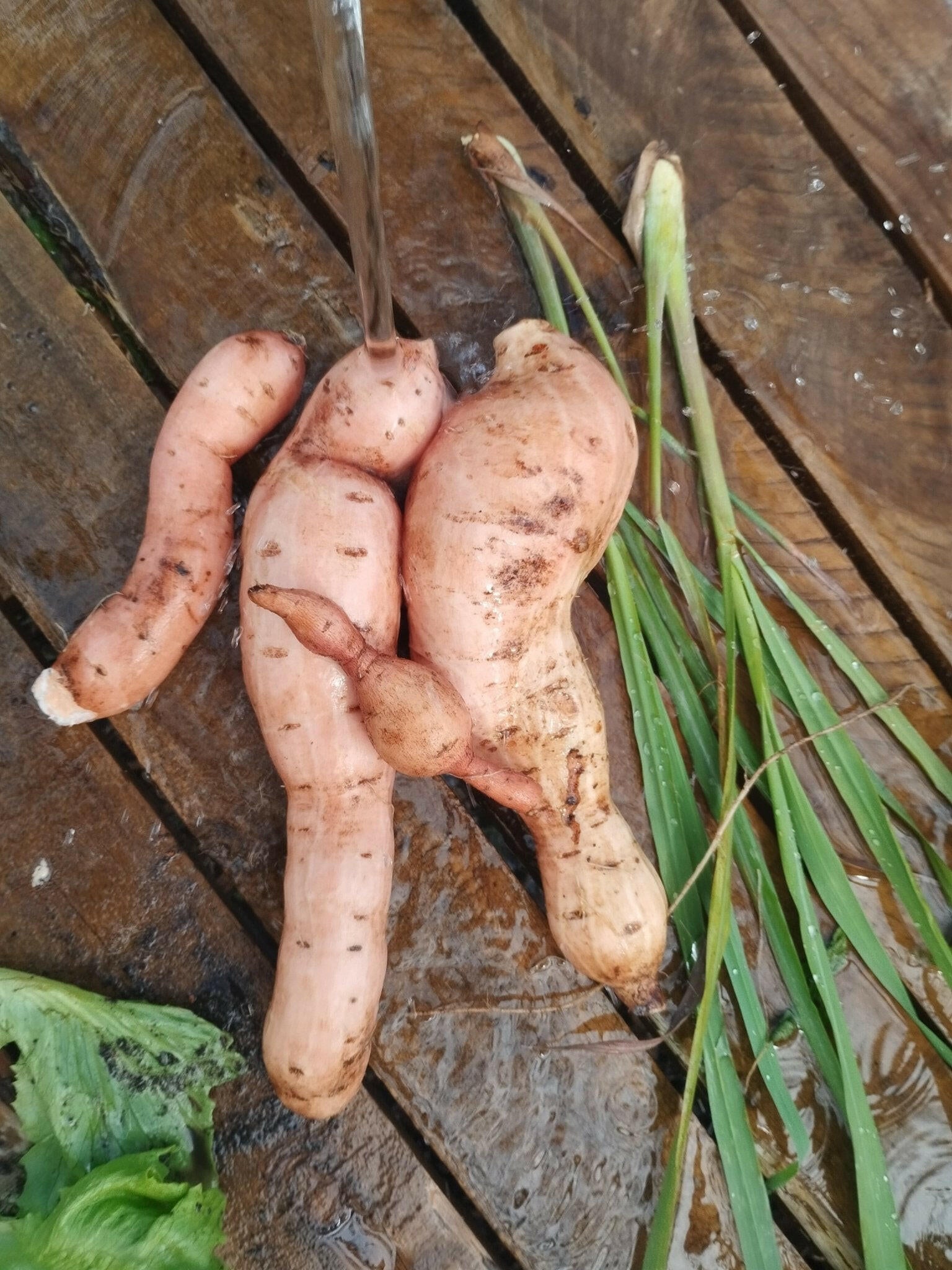 Sweet potato - WeGrowOrganic & The Juice Bar